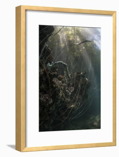 Sunlight Descends Underwater and over a Set of Whip Corals-Stocktrek Images-Framed Premium Photographic Print