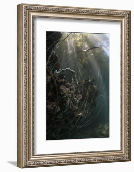 Sunlight Descends Underwater and over a Set of Whip Corals-Stocktrek Images-Framed Photographic Print