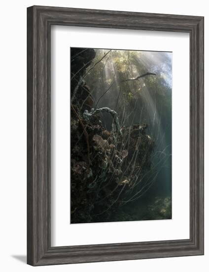 Sunlight Descends Underwater and over a Set of Whip Corals-Stocktrek Images-Framed Photographic Print