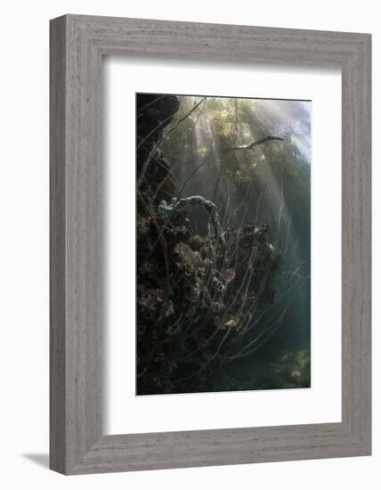 Sunlight Descends Underwater and over a Set of Whip Corals-Stocktrek Images-Framed Photographic Print