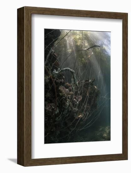 Sunlight Descends Underwater and over a Set of Whip Corals-Stocktrek Images-Framed Photographic Print