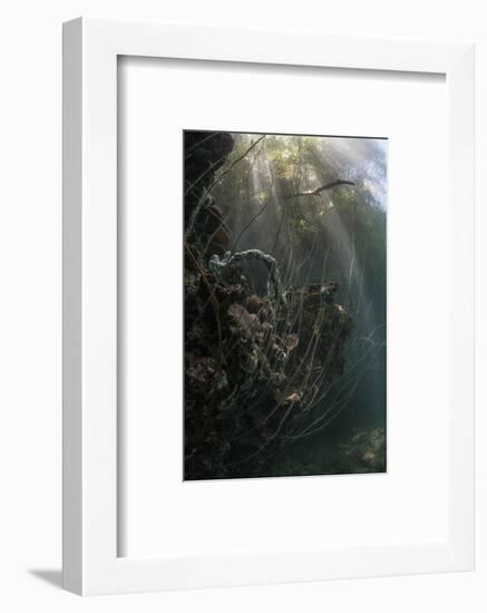 Sunlight Descends Underwater and over a Set of Whip Corals-Stocktrek Images-Framed Photographic Print