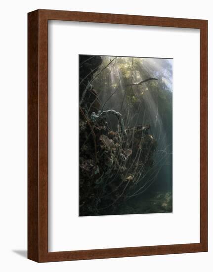Sunlight Descends Underwater and over a Set of Whip Corals-Stocktrek Images-Framed Photographic Print