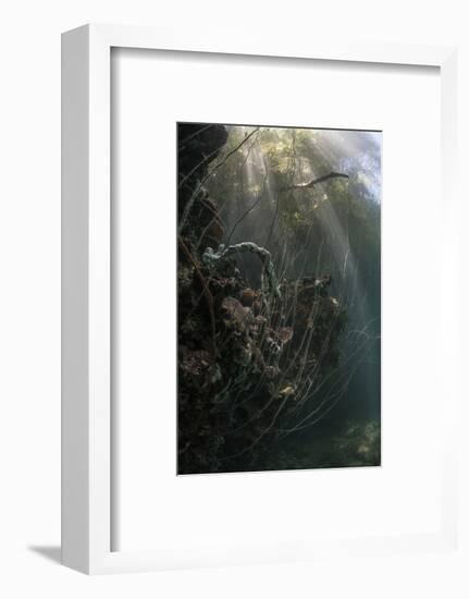 Sunlight Descends Underwater and over a Set of Whip Corals-Stocktrek Images-Framed Photographic Print
