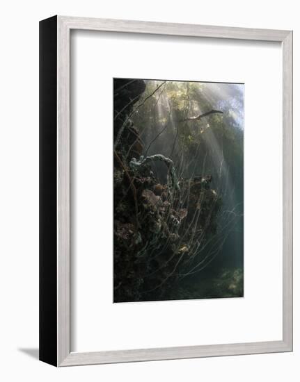 Sunlight Descends Underwater and over a Set of Whip Corals-Stocktrek Images-Framed Photographic Print