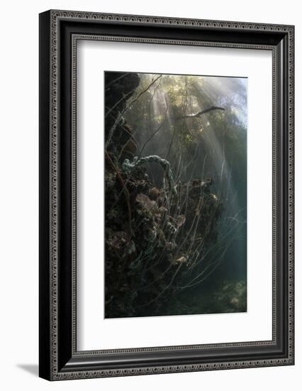 Sunlight Descends Underwater and over a Set of Whip Corals-Stocktrek Images-Framed Photographic Print