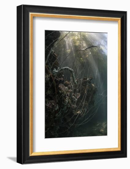 Sunlight Descends Underwater and over a Set of Whip Corals-Stocktrek Images-Framed Photographic Print