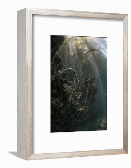 Sunlight Descends Underwater and over a Set of Whip Corals-Stocktrek Images-Framed Photographic Print