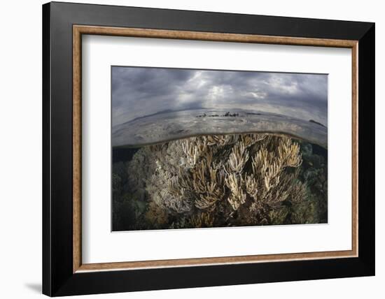 Sunlight Falls on a Beautiful Reef in Komodo National Park-Stocktrek Images-Framed Photographic Print