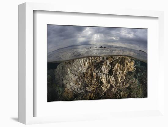 Sunlight Falls on a Beautiful Reef in Komodo National Park-Stocktrek Images-Framed Photographic Print