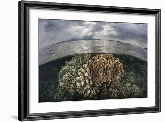 Sunlight Falls on a Beautiful Reef in Komodo National Park-Stocktrek Images-Framed Photographic Print