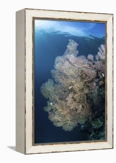 Sunlight Illuminates a Large Gorgonian Growing on a Reef in Raja Ampat-Stocktrek Images-Framed Premier Image Canvas