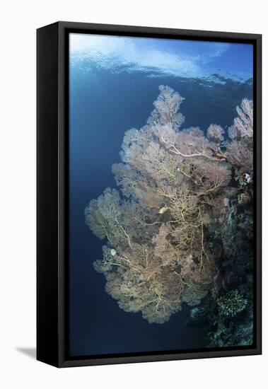 Sunlight Illuminates a Large Gorgonian Growing on a Reef in Raja Ampat-Stocktrek Images-Framed Premier Image Canvas