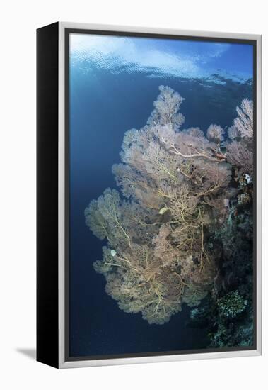 Sunlight Illuminates a Large Gorgonian Growing on a Reef in Raja Ampat-Stocktrek Images-Framed Premier Image Canvas