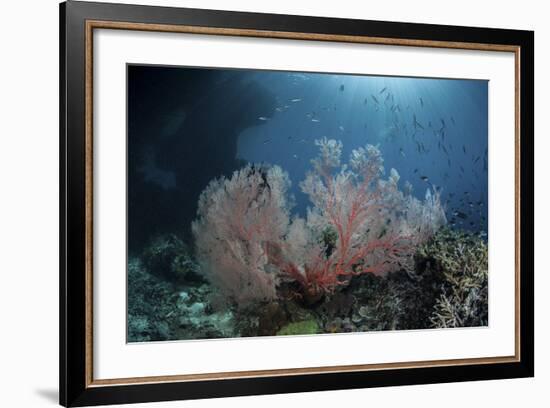 Sunlight Illuminates a Large Gorgonian Growing on a Reef in Raja Ampat-Stocktrek Images-Framed Photographic Print