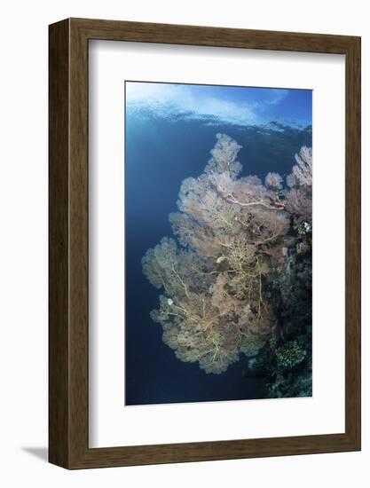 Sunlight Illuminates a Large Gorgonian Growing on a Reef in Raja Ampat-Stocktrek Images-Framed Photographic Print