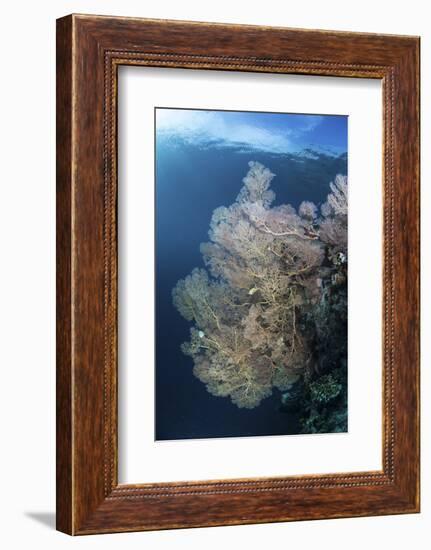 Sunlight Illuminates a Large Gorgonian Growing on a Reef in Raja Ampat-Stocktrek Images-Framed Photographic Print