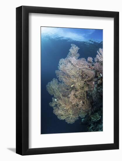 Sunlight Illuminates a Large Gorgonian Growing on a Reef in Raja Ampat-Stocktrek Images-Framed Photographic Print