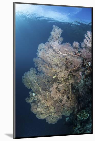 Sunlight Illuminates a Large Gorgonian Growing on a Reef in Raja Ampat-Stocktrek Images-Mounted Photographic Print