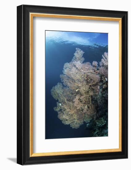 Sunlight Illuminates a Large Gorgonian Growing on a Reef in Raja Ampat-Stocktrek Images-Framed Photographic Print