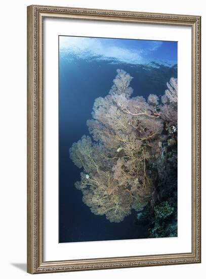 Sunlight Illuminates a Large Gorgonian Growing on a Reef in Raja Ampat-Stocktrek Images-Framed Photographic Print