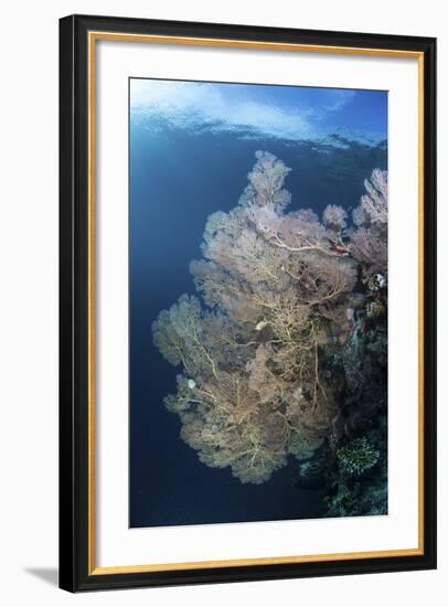 Sunlight Illuminates a Large Gorgonian Growing on a Reef in Raja Ampat-Stocktrek Images-Framed Photographic Print