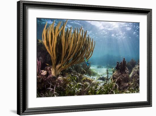 Sunlight Illuminates Soft and Hard Corals and Blue and Clear Waters, Cuba-James White-Framed Photographic Print