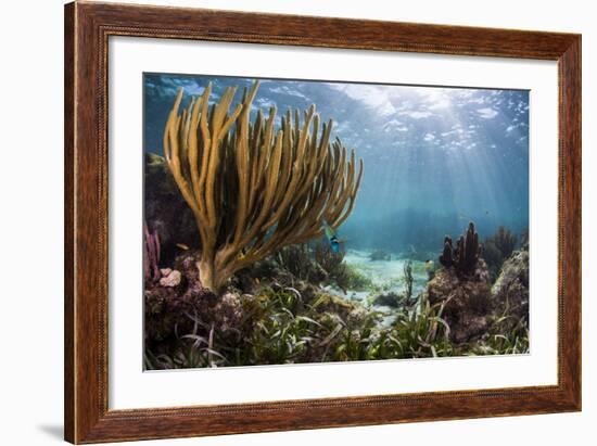 Sunlight Illuminates Soft and Hard Corals and Blue and Clear Waters, Cuba-James White-Framed Photographic Print