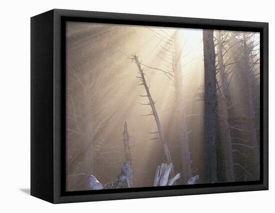 Sunlight Illuminating Fog in Barren Forest-Darrell Gulin-Framed Premier Image Canvas