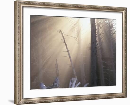 Sunlight Illuminating Fog in Barren Forest-Darrell Gulin-Framed Photographic Print