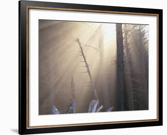 Sunlight Illuminating Fog in Barren Forest-Darrell Gulin-Framed Photographic Print