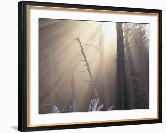 Sunlight Illuminating Fog in Barren Forest-Darrell Gulin-Framed Photographic Print