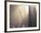 Sunlight Illuminating Fog in Barren Forest-Darrell Gulin-Framed Photographic Print