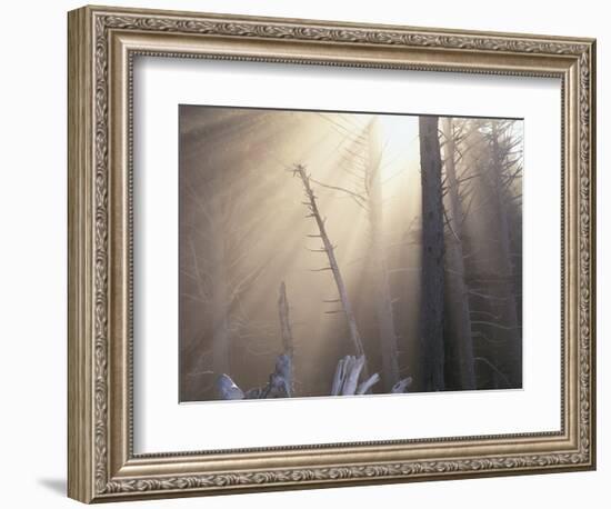 Sunlight Illuminating Fog in Barren Forest-Darrell Gulin-Framed Photographic Print