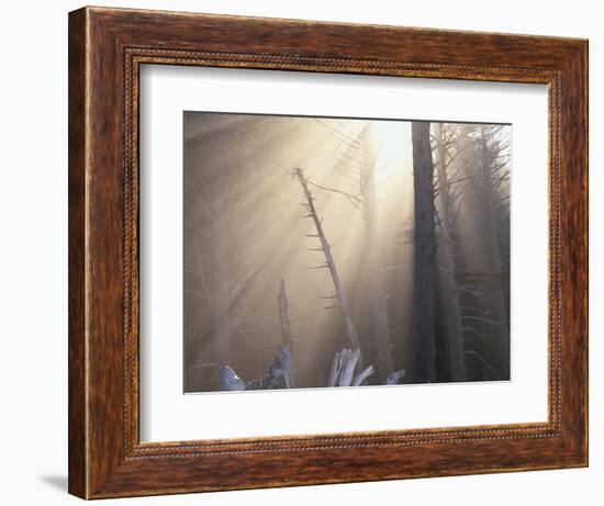 Sunlight Illuminating Fog in Barren Forest-Darrell Gulin-Framed Photographic Print