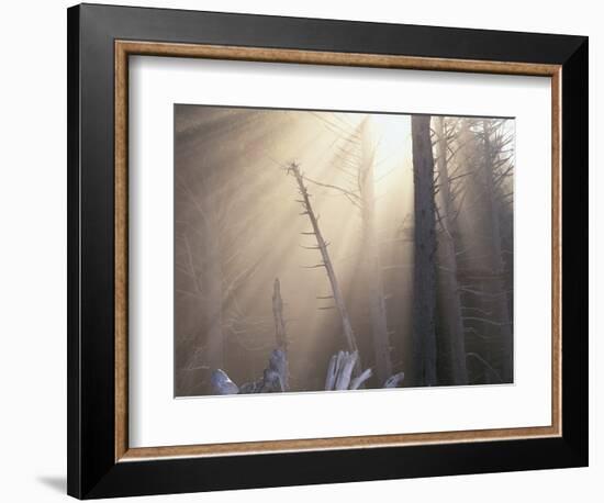 Sunlight Illuminating Fog in Barren Forest-Darrell Gulin-Framed Photographic Print