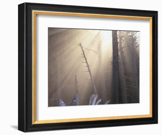 Sunlight Illuminating Fog in Barren Forest-Darrell Gulin-Framed Photographic Print