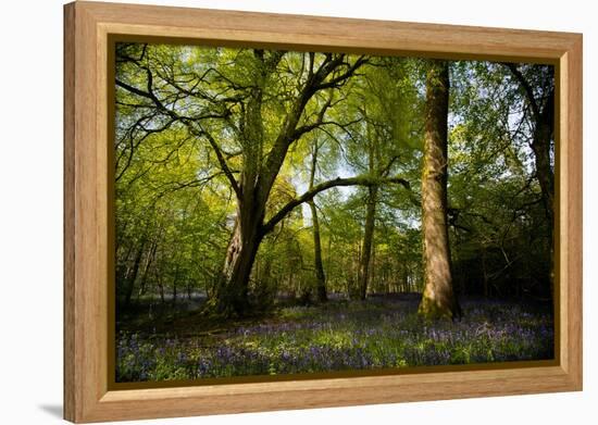 Sunlight in Spring Woodland-Rory Garforth-Framed Premier Image Canvas