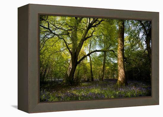 Sunlight in Spring Woodland-Rory Garforth-Framed Premier Image Canvas
