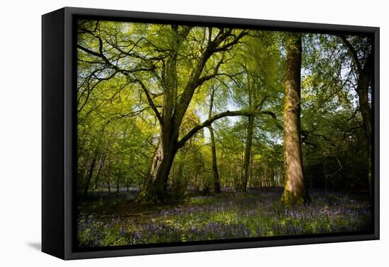 Sunlight in Spring Woodland-Rory Garforth-Framed Premier Image Canvas
