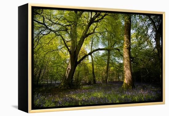 Sunlight in Spring Woodland-Rory Garforth-Framed Premier Image Canvas