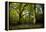 Sunlight in Spring Woodland-Rory Garforth-Framed Premier Image Canvas