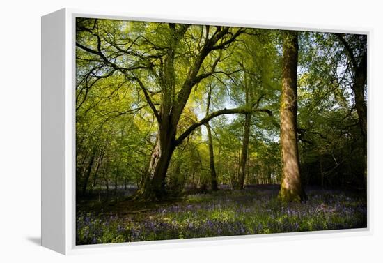 Sunlight in Spring Woodland-Rory Garforth-Framed Premier Image Canvas