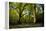 Sunlight in Spring Woodland-Rory Garforth-Framed Premier Image Canvas