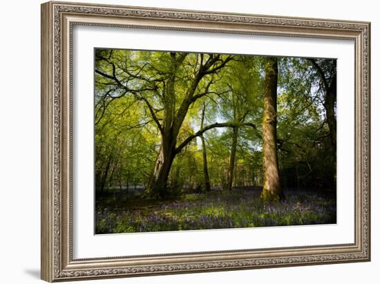 Sunlight in Spring Woodland-Rory Garforth-Framed Photographic Print