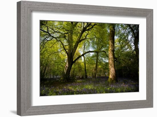Sunlight in Spring Woodland-Rory Garforth-Framed Photographic Print