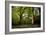 Sunlight in Spring Woodland-Rory Garforth-Framed Photographic Print