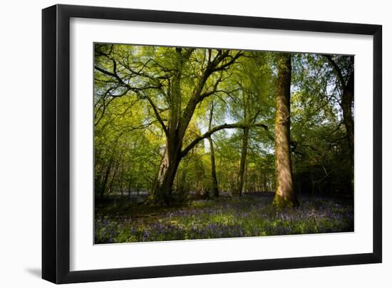 Sunlight in Spring Woodland-Rory Garforth-Framed Photographic Print