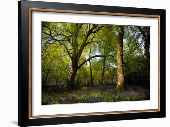 Sunlight in Spring Woodland-Rory Garforth-Framed Photographic Print