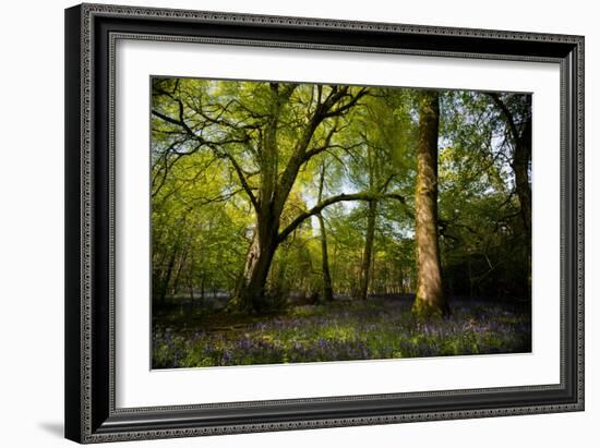 Sunlight in Spring Woodland-Rory Garforth-Framed Photographic Print